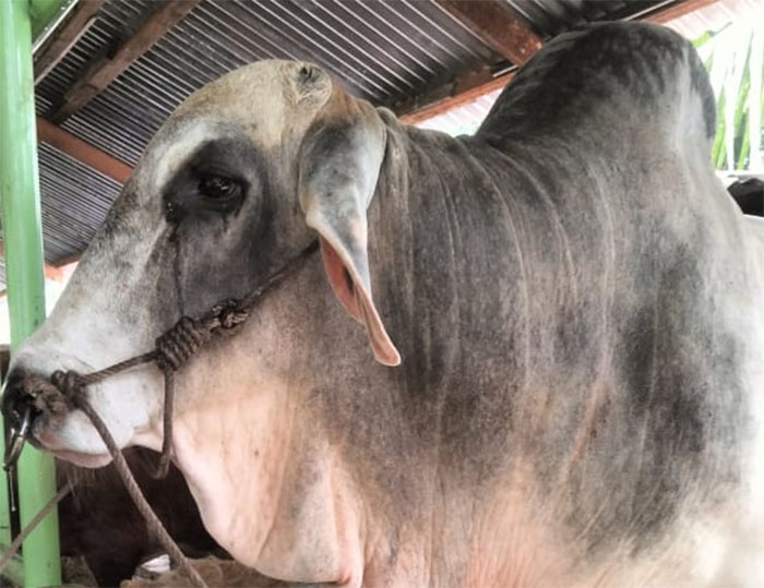 Sapi jenis Brahman dengan bobot 840 Kg milik warga Desa Bukit Payung, Kecamatan Bangkinang, jadi hewan kurban Presiden Republik Indonesia Prabowo Subianto di Kabupaten Kampar