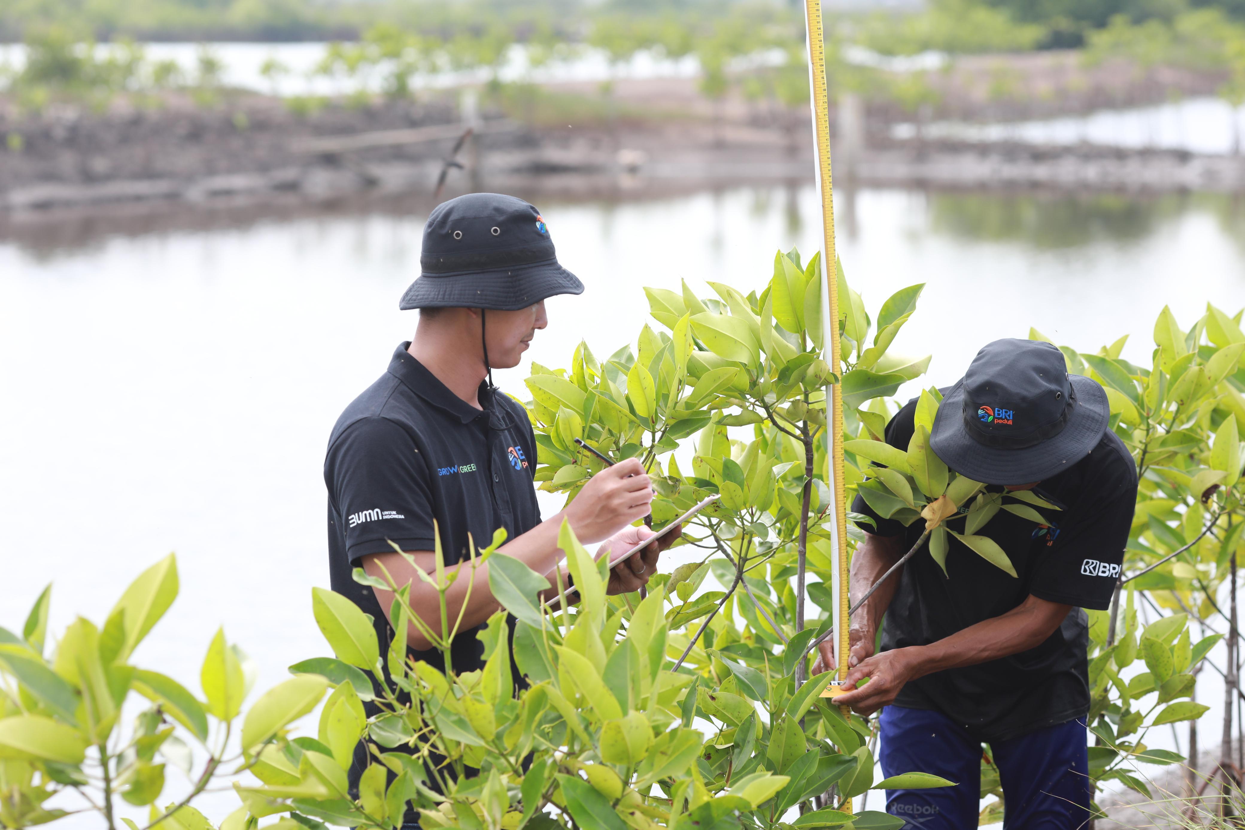 BRI menggandeng generasi muda dalam aksi nyata pelestarian lingkungan di wilayah pesisir Kabupaten Mamuju (Sulawesi Barat) dan Kabupaten Tuban (Jawa Timur).