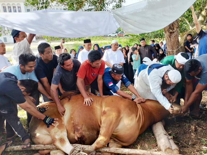 Bupati dan Wabup Rohul Anton ST MM dan H Syafaruddin Poti SH MM, Sekda Rohul Muhammad Zaki SSTP MSi menyaksikan penyembelihan hewan kurban di belakang MAIC Rohul, Jumat (6/6/2025).