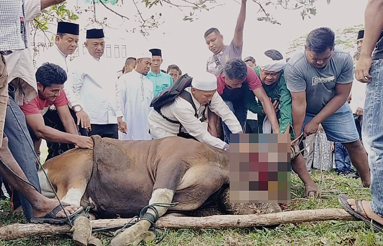 Bupati dan Wakil Bupati Rohul Anton ST MM bersama H Syafaruddin Poti SH MM menyaksikan pemotongan hewan kurban miliknya usai salat Iduladha 1446 H di Masjid Agung Islamic Center Pasirpengaraian, Jumat (6/6/2025).