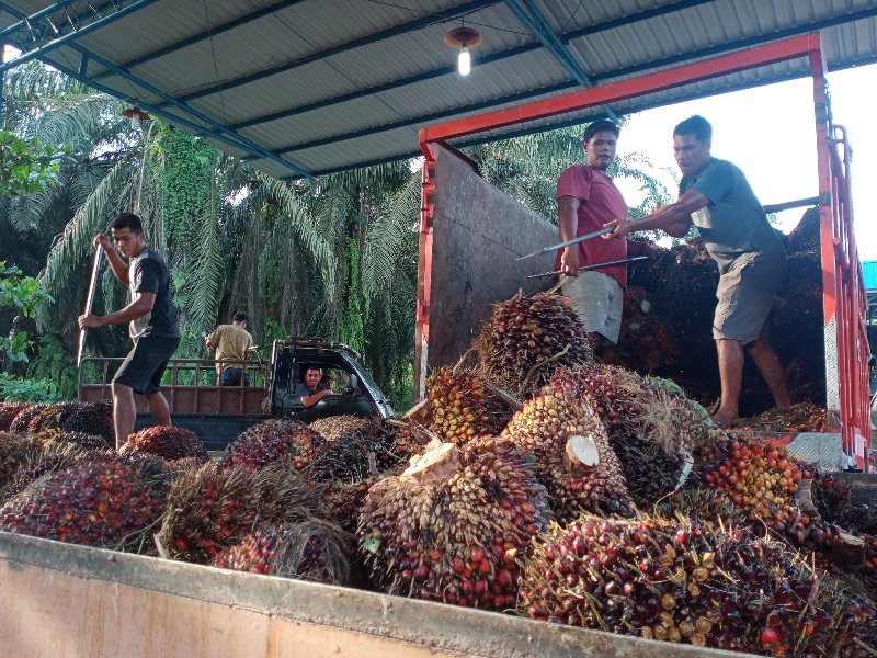 Pekerja memindahkan tandan buah segar kelapa sawit di peron Kabupaten Siak.