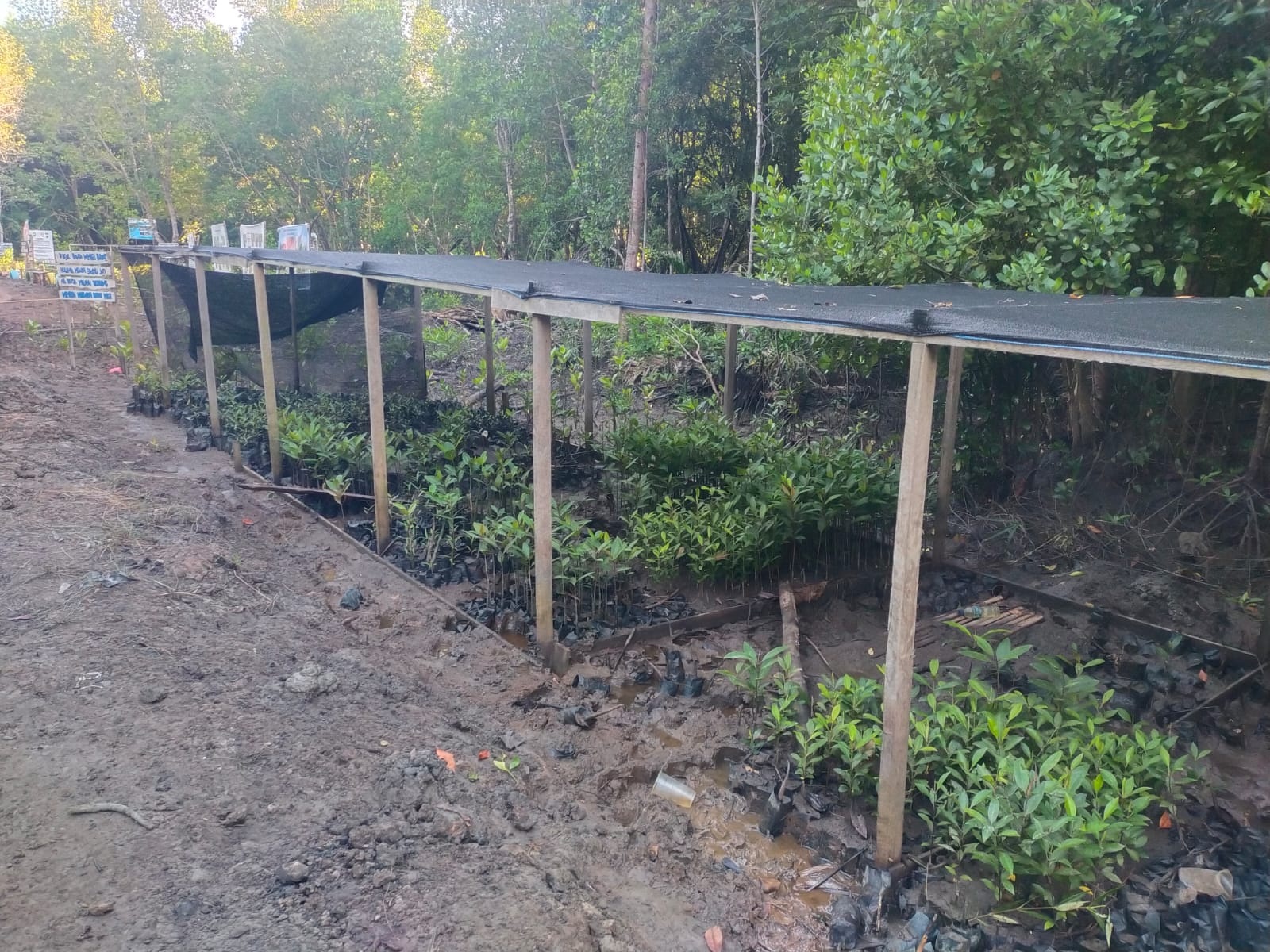 Proses pembibitan mangrove oleh Kelompok Konservasi Paghet Kelapapati Laut.