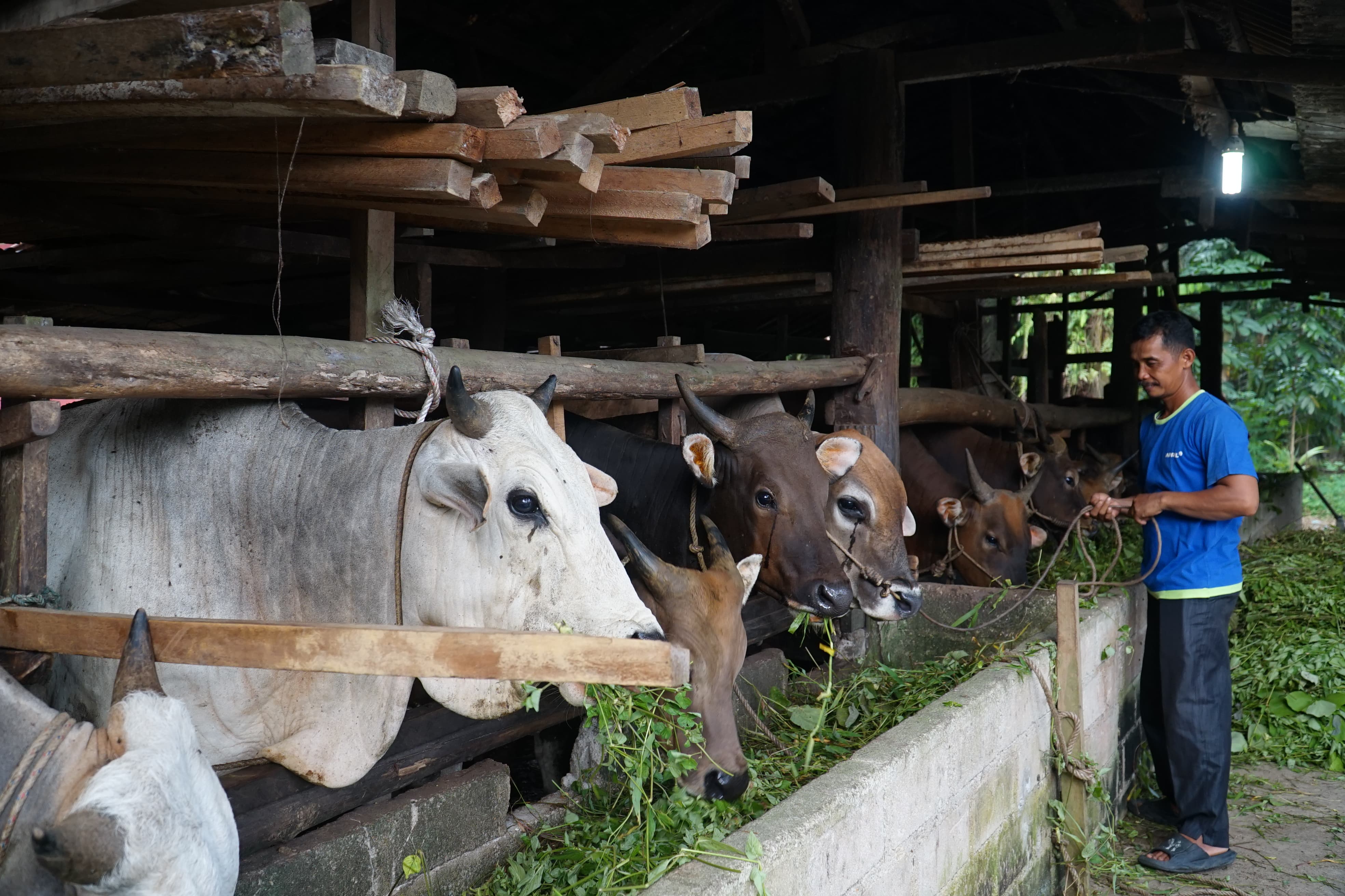 Sartijan di kandang sapi miliknya. Sartijan dan Kelompok Ternak Sapi Rizki Mandiri setiap tahun memasok puluhan ekor sapi kurban ke berbagai masjid.