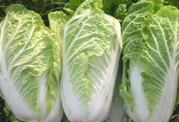 Sawi putih memiliki banyak manfaat untuk kesehatan, bisa dikonsumsi segar atau dimasak.