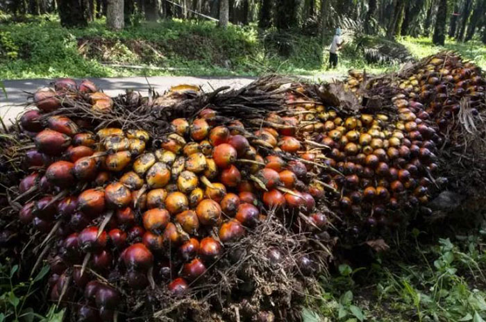 Harga pembelian TBS petani untuk periode satu minggu ke depan turun menjadi Rp 3.269,95/Kg