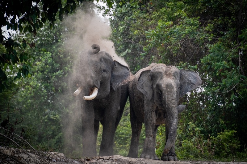 Gajah Sumatra (Elephas maximus sumatranus).