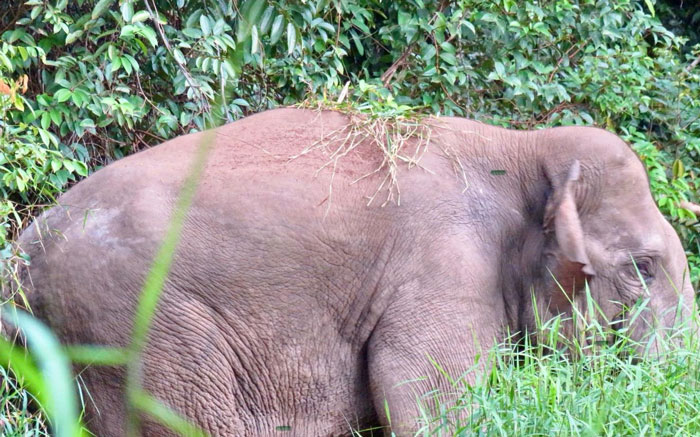 Gajah liar di TNTN.