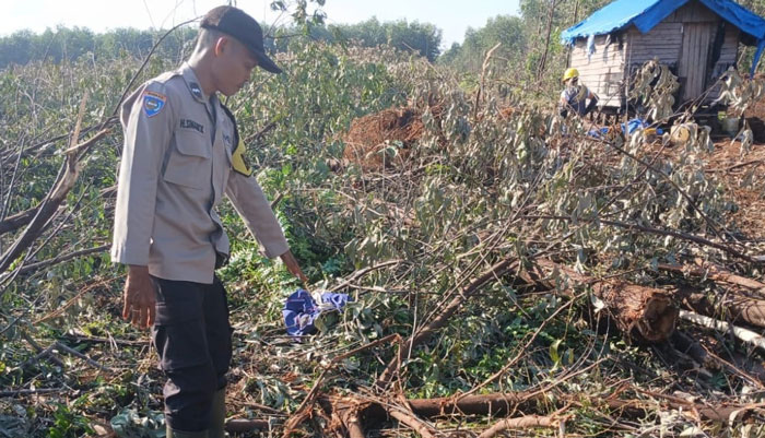 Personil Polsek Teluk Meranti melakukan olah TKP penemuan pekerja operator alat berat PT Citra Holindo, Hadito alias Kuang yang tewas diserang Harimau Sumatera, Rabu (25/6/2025) malam.