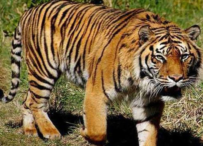 Ilustrasi Harimau Sumatera