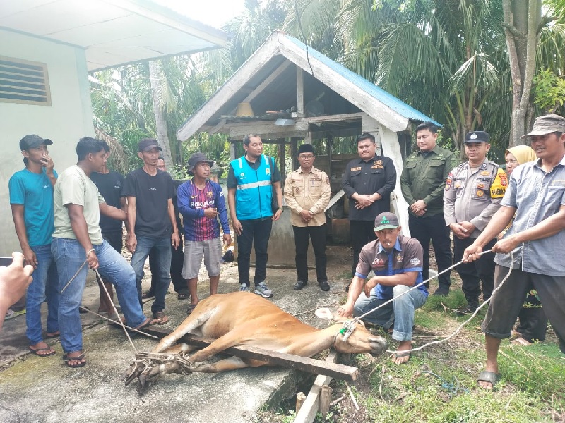 Manajer PLN Bengkalis Muhammad Ashqalany Aulia Rahman, Ketua DPRD Septian Nugraha, Camat Bantan Rafli Kurniawan menyampaikan sapi bantuan YBM PlN sebelum dipotong di Masjid Darul Ihsan, Teluk Pambang.