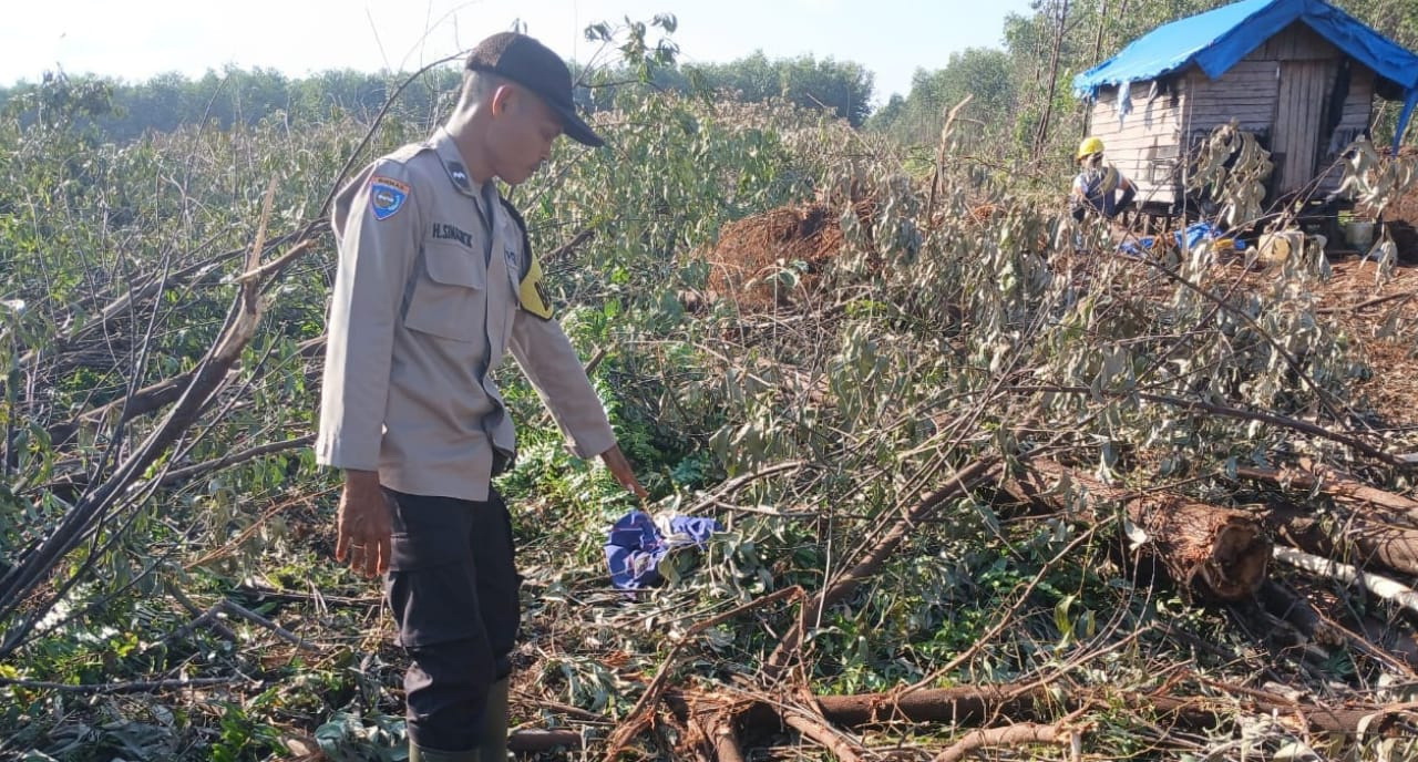 Personel kepolisian melihat lokasi korban di serang harimau di areal tanaman akasia Desa Pulau Muda, Kecamatan Teluk Meranti, Kabupaten Pelalawan, Rabu (25/6/2025).