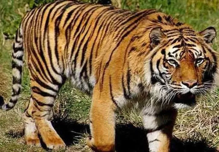 Ilustrasi Harimau Sumatera