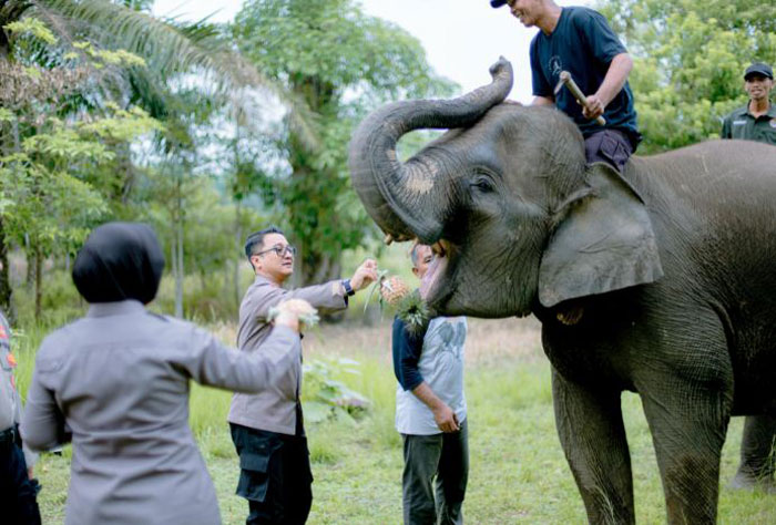 Kapolres Bengkalis AKBP Budi Setiawan memberi makan gajah di lokasi pelatihan gajah di Jalan Gajah, Desa Muara Basung, Kecamatan Pinggir pada, Kamis (3/7/2025).