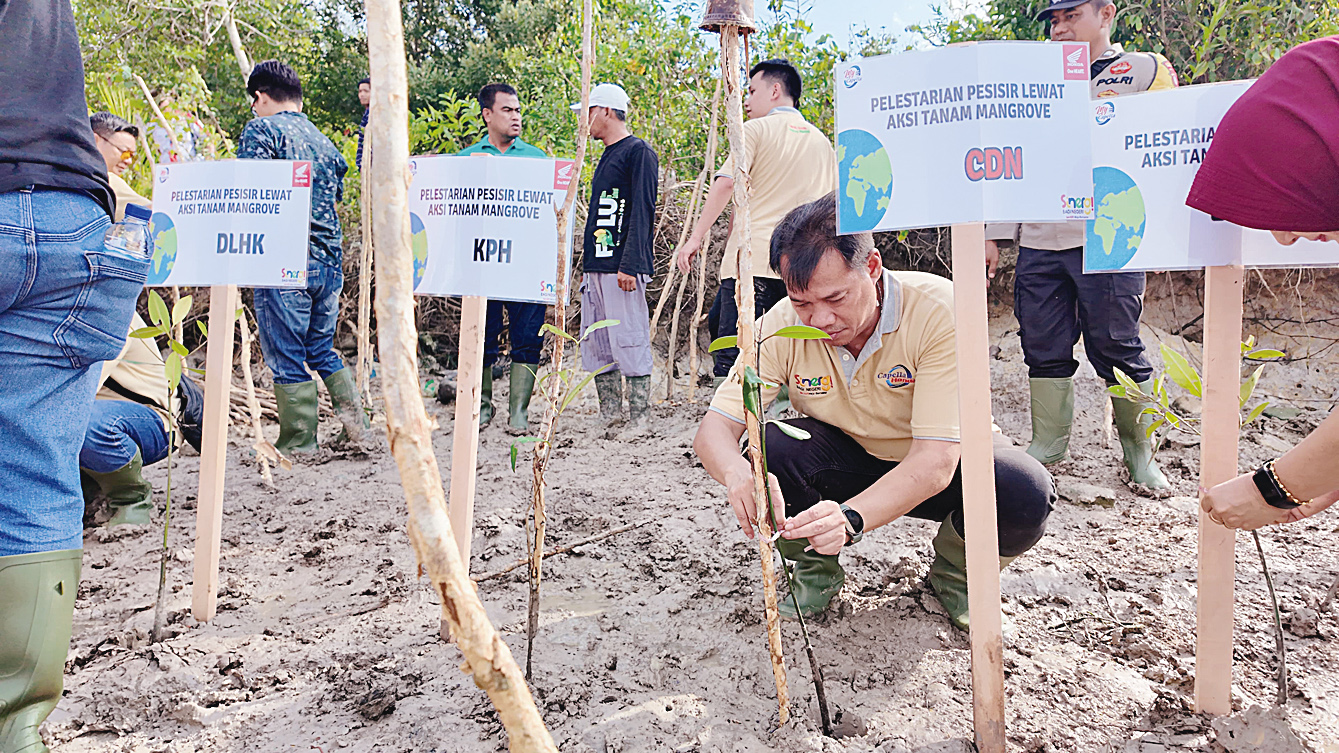 Regional Head PT CDN Harry Sutiono menanam bibit mangrove dalam kegiatan bertajuk &ldquo;Pelestarian Pesisir Lewat Aksi Tanam Mangrove&rsquo;&rsquo; yang digelar di Pelabuhan Dumai, Riau, belum lama ini.