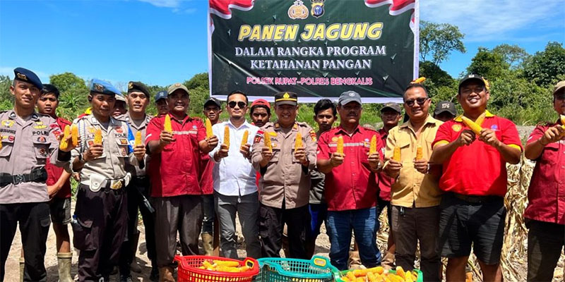 Polsek Rupat melakukan panen jagung jenis pipil tahap II di lokasi milik PT Marita Makmur Jaya di Desa Darul Aman Kecamatan Rupat, Kamis (10/7/2025).