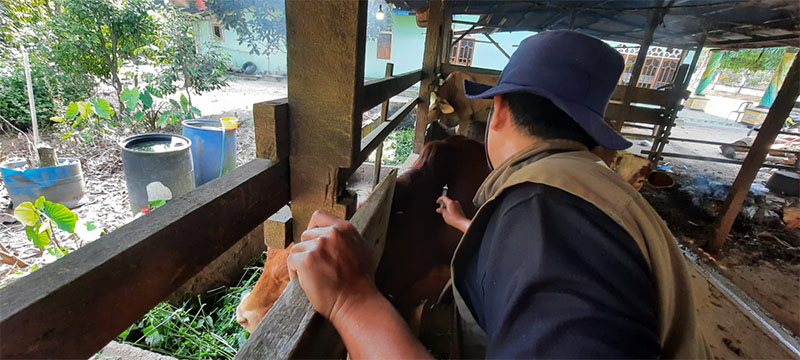 Petugas Disbunnak Keswan Kabupaten Kampar melakukan vaksin PMK di Desa Sungai Lambu Makmur, Kecamatan Tapung, belum lama ini.