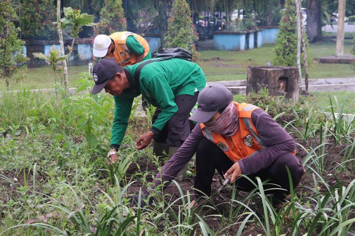 Petugas melakukan penataan taman di media jalan Kota Pekanbaru.