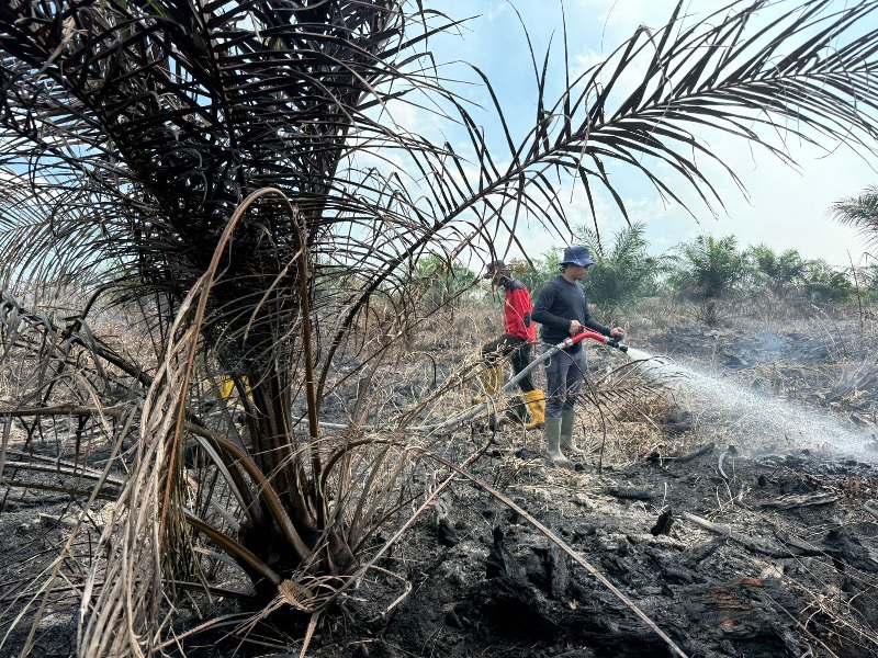 Camat Bangko Pusako Riwansyah saat turun langsung ke lapangan melakukan pemadaman karhutla di wilayah Kepenghuluan Teluk Bano I, Bangko Pusako, Rohil, Sabtu (19/7/2025).