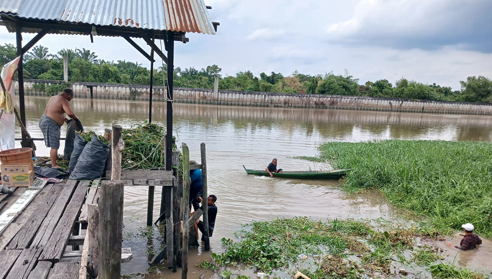 Komunitas Masyarakat Peduli Sungai saat membersihkan Sungai Siak dari eceng gondok dan sampah, Sabtu (26/7/2025).