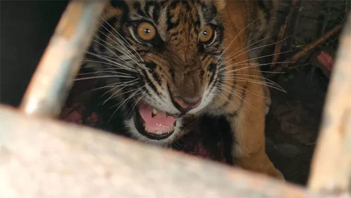 Harimau sumatera yang masuk dalam perangkap di Desa Pulau Muda, Pelalawan, beberapa waktu lalu.