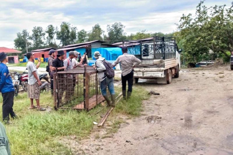 Tim BBKSDA Riau bersama warga saat mempersiapkan perangkap harimau di Merawang, Kecamatan Teluk Meranti.