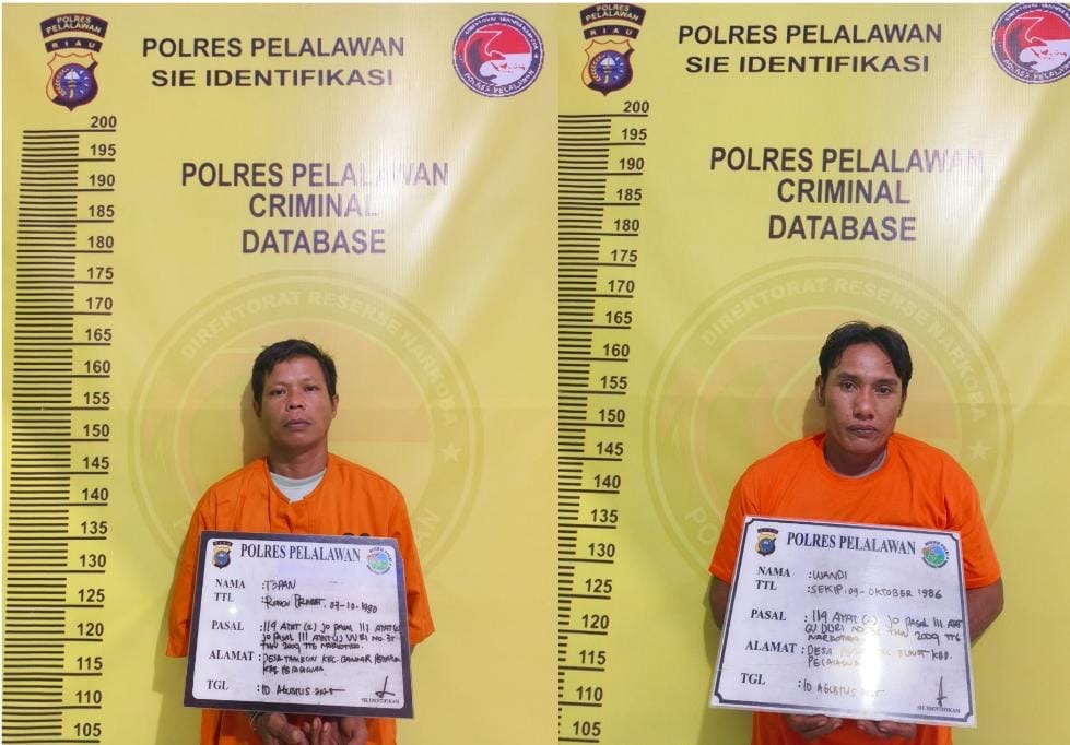 Dua tersangka pengedar narkoba jenis daun ganja kering seberat 1,2 kg diamankan Polres Pelalawan, Ahad (10/8/2025) kemarin.