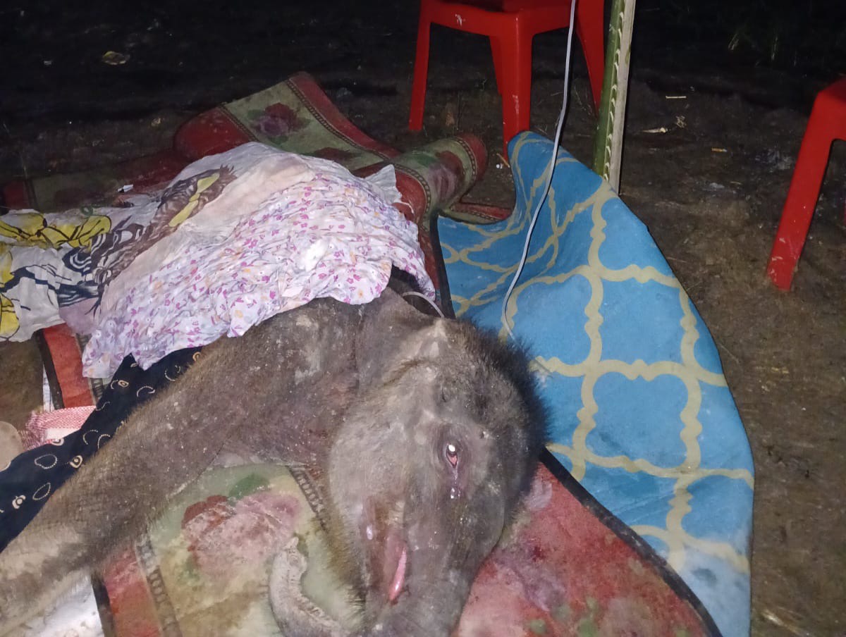 Bayi gajah berusia sekitar tiga bulan yang dilentarkan induknya, sempat diinfus sebelum dinyatakan mati pada 11 April 2025 lalu.