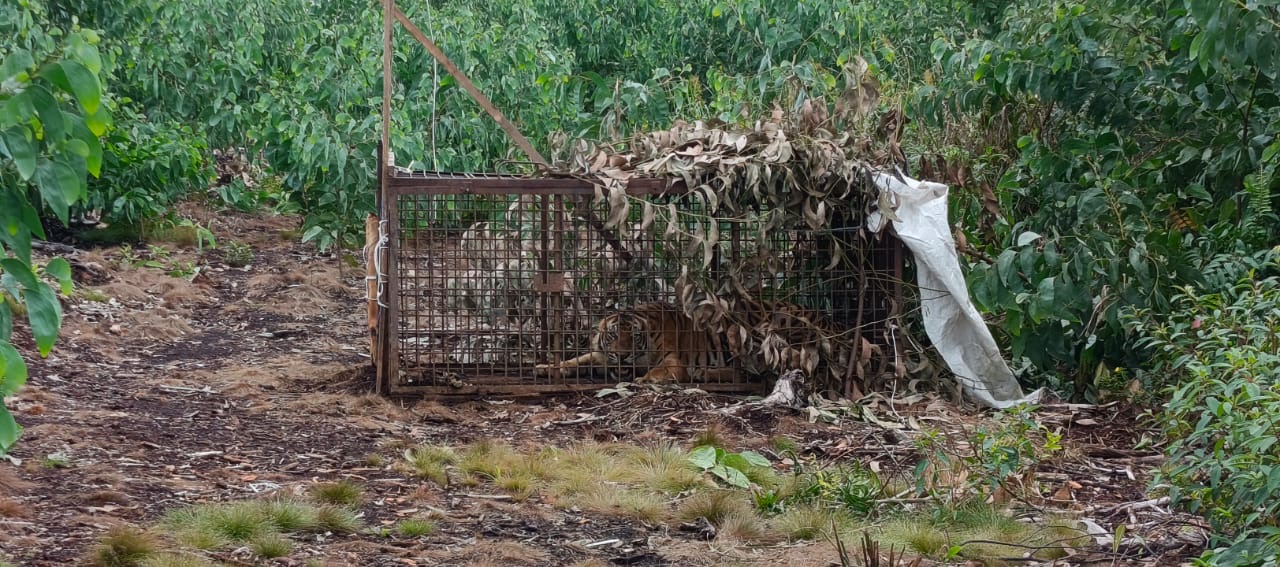 Harimau yang sempat menyerang pekerja akasia di Merawang, Teluk Meranti, Pelalawan masuk perangkap pada Senin (11/8/2025).