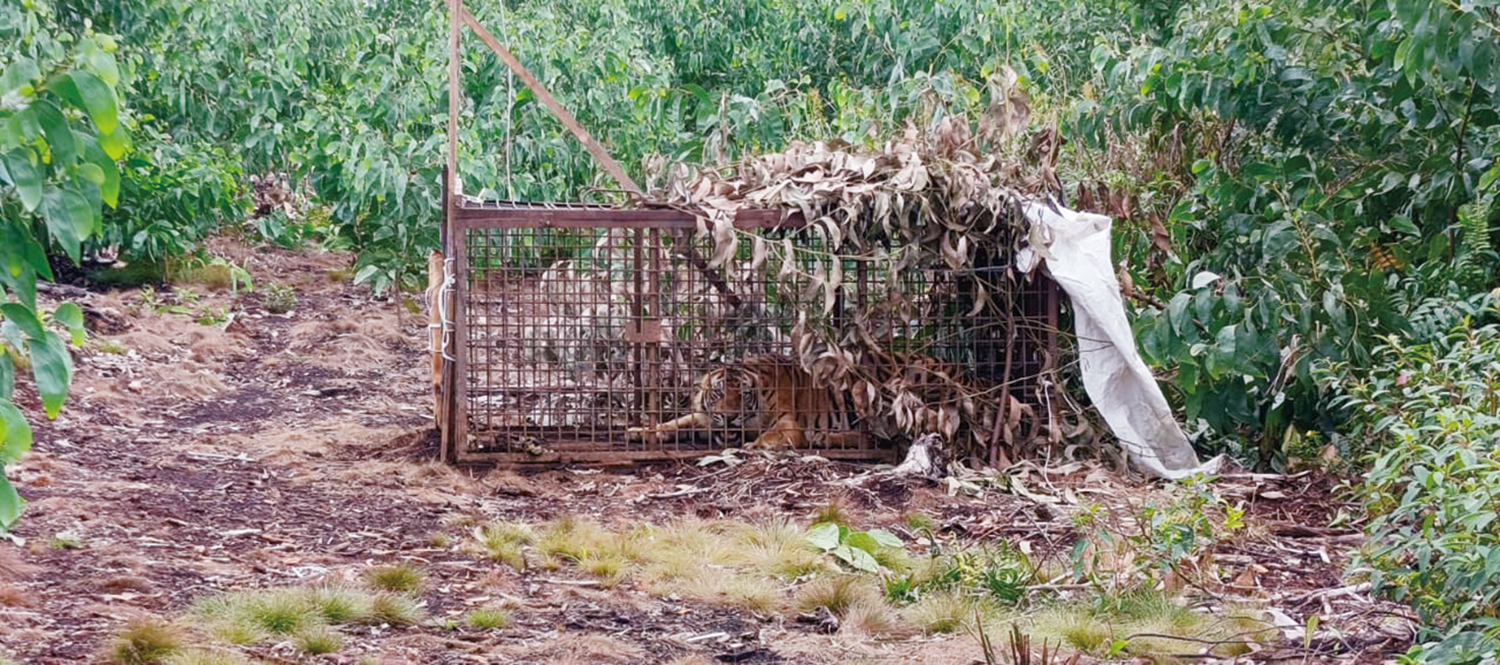 Harimau yang diduga memangsa pekerja kebun akasia masuk perangkap di Merawang, Teluk Meranti, Pelalawan, Senin (11/8/2025).
