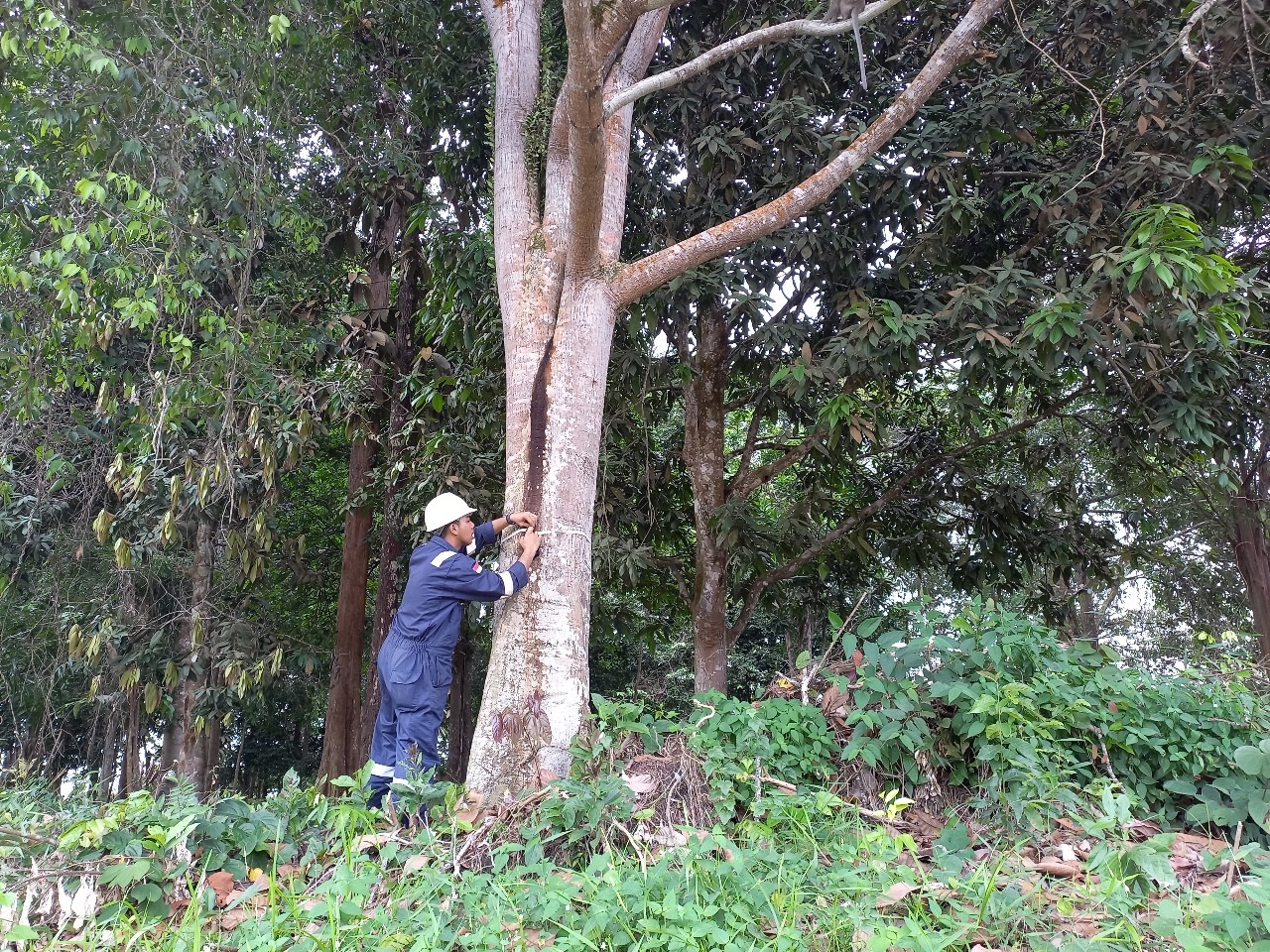 Seorang pekerja PT EMP Tunas Energi sedang mengukur diameter pohon untuk melihat pertumbuhan tanaman . Konservasi yang dilakukan di kawasan konservasi Desa Mak Teduh, Kecamatan Kerumutan, Pelalawan