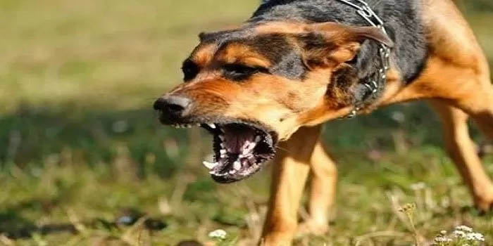 Ilustrasi anjing rabies.