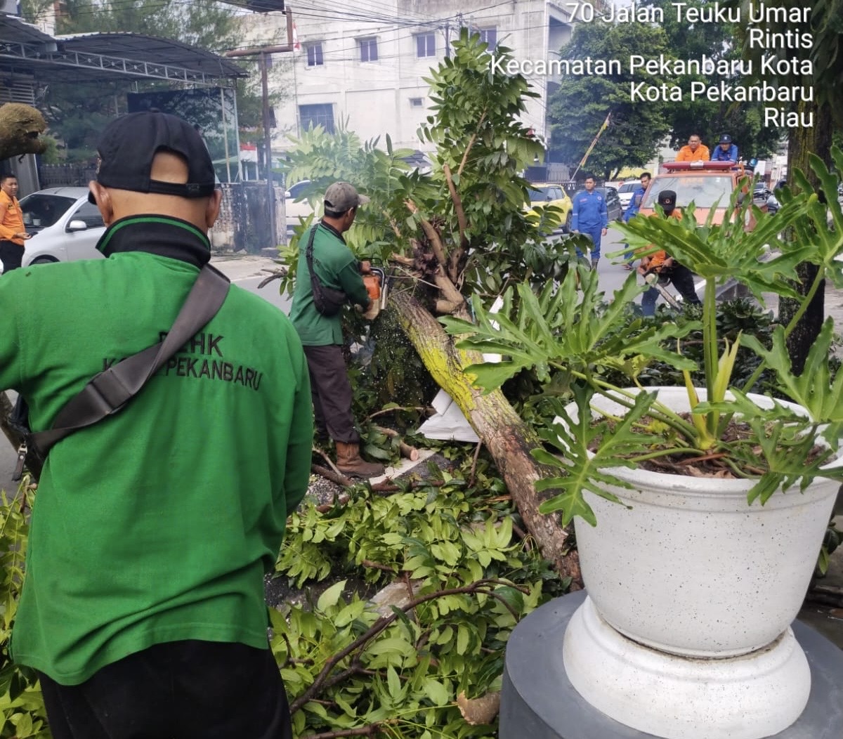 Petugas DLHK Kota Pekanbaru membersihkan pohon tumbang di Jalan Teuku Umar, Pekanbaru, Selasa (2/9/2025) pagi.