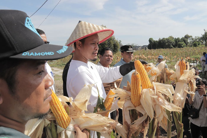 Wako Pekanbaru Agung Nugroho saat melakukan peninjauan panen jagung di Pekanbaru untuk mendukung ketahanan pangan nasional baru-baru ini