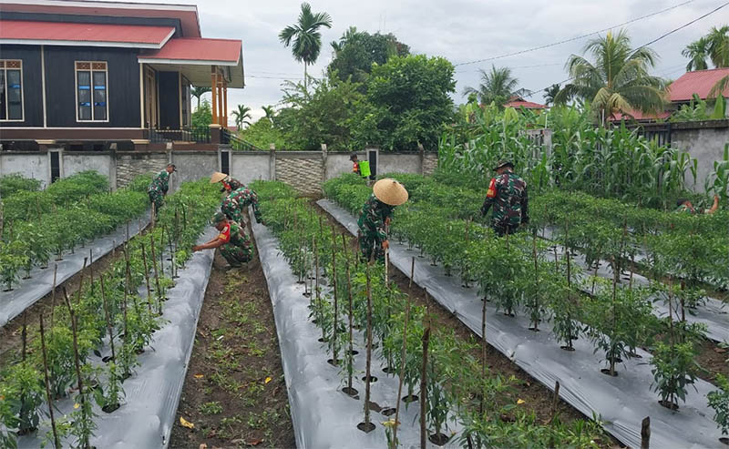 Jajaran Koramil 02/Tebingtinggi mengolah lahan kosong menjadi lahan produktif.