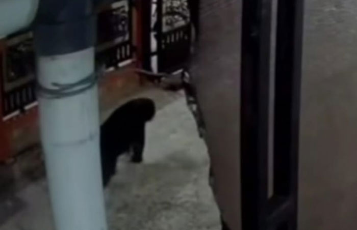 Seekor beruang berwarna hitam berkeliaran di Gang Danau, Jalan Kayangan, Kelurahan Babussalam Kecamatan Mandau dan terekam CCTV warga pada, Ahad (7/9/2025) dini hari.