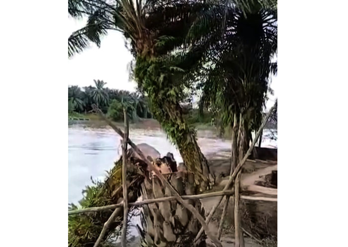 Satu batang pohon kepala sawit kembali masuk dan tenggelam kedalam air Sungai Kampar akibat abrasi susulan di Desa Kuala Terusan Kecamatan Pangkalan Kerinci, Ahad (7/9/2026) sore.