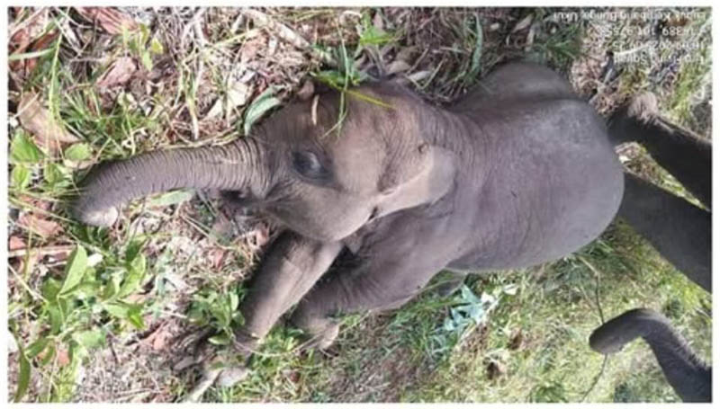 Anak gajah betina bernama Tari ditemukan mati Rabu (10/9/2025) pagi di Camp Flying Squad TNTN di Desa Lubuk Kembang Bunga, Kecamatan Ukui, Kabupaten Pelalawan, Riau.