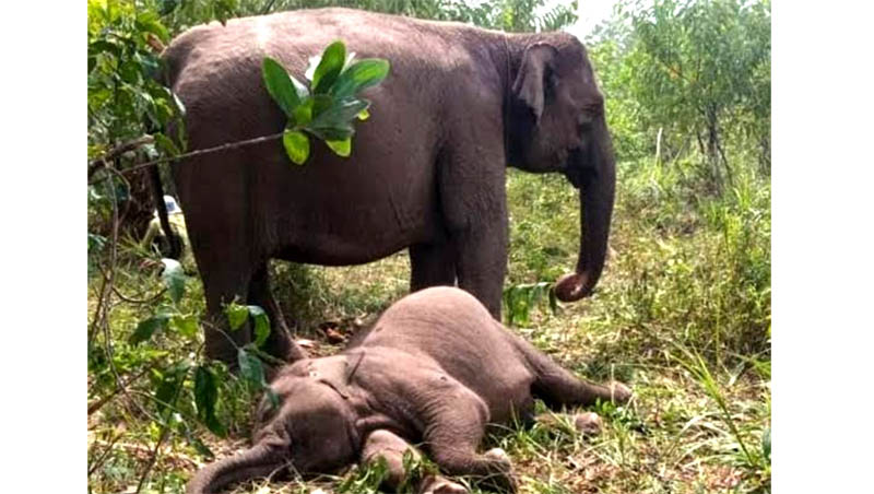 Gajah Tari yang ditemukan mati di Kawasan TNTN Desa Lubuk Kembang Bunga, Kecamatan Ukui, Kabupaten Pelalawan, Rabu (10/9/2025).