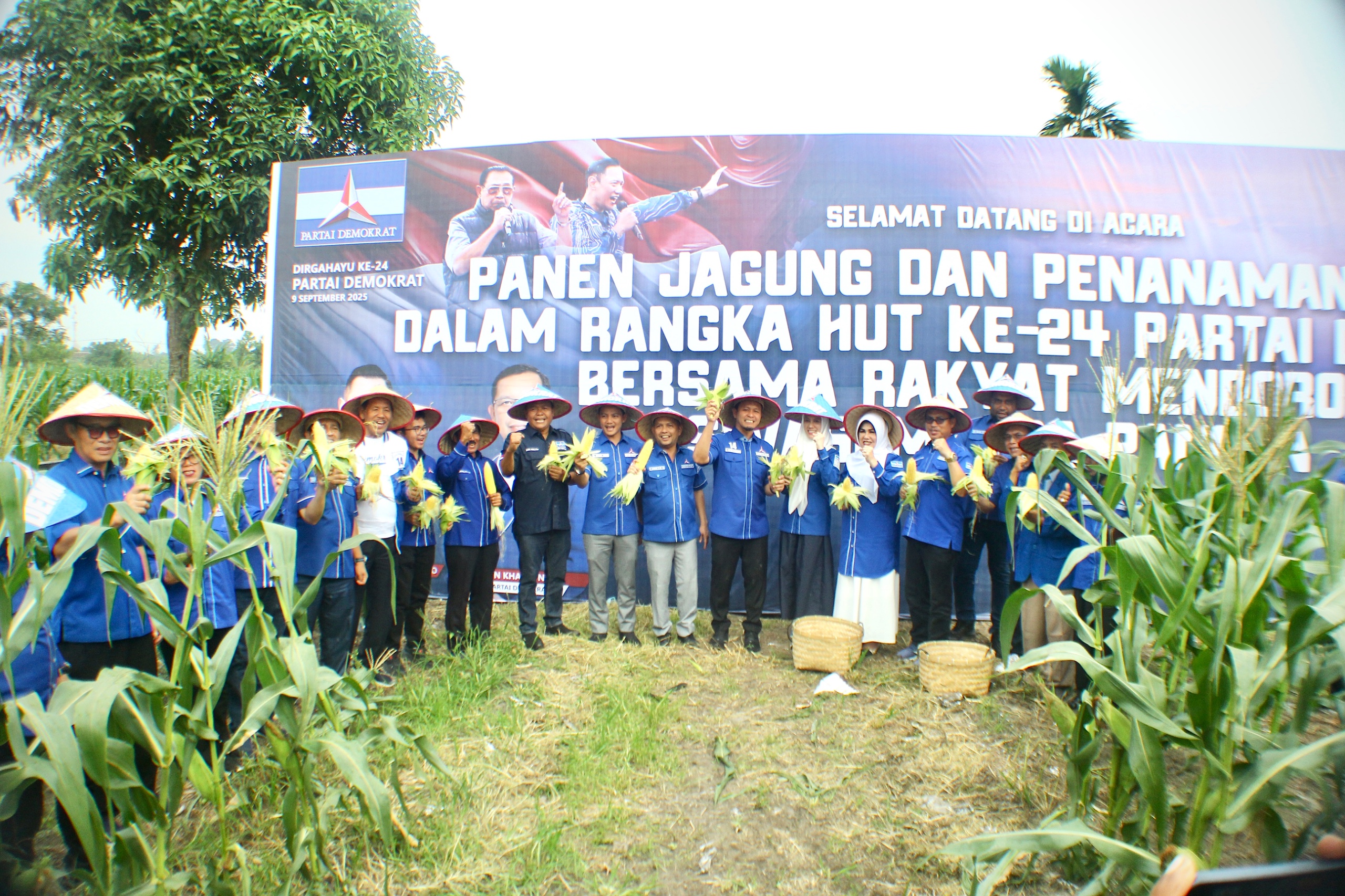 Ketua DPD Partai Demokrat Riau Agung Nugroho bersama kader Partai Demokrat memanen jagung sempena Hari Jadi ke-24 Partai Demokrat dan HUT SBY di Jalan Naga Sakti, Pekanbaru, Selasa (9/9/2025).