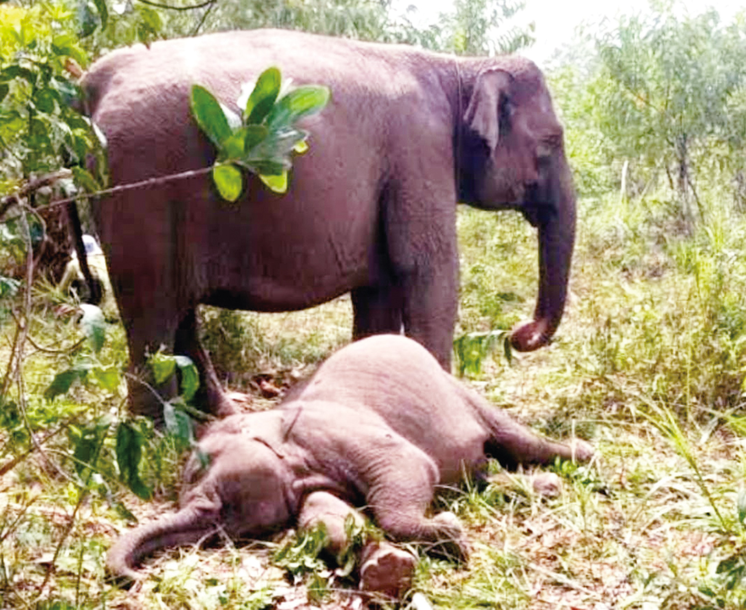Anak gajah jinak ditemukan mati di Kawasan TNTN, Desa Lubuk Kembang Bunga, Kecamatan Ukui, Kabupaten Pelalawan, Rabu (10/9/2025).