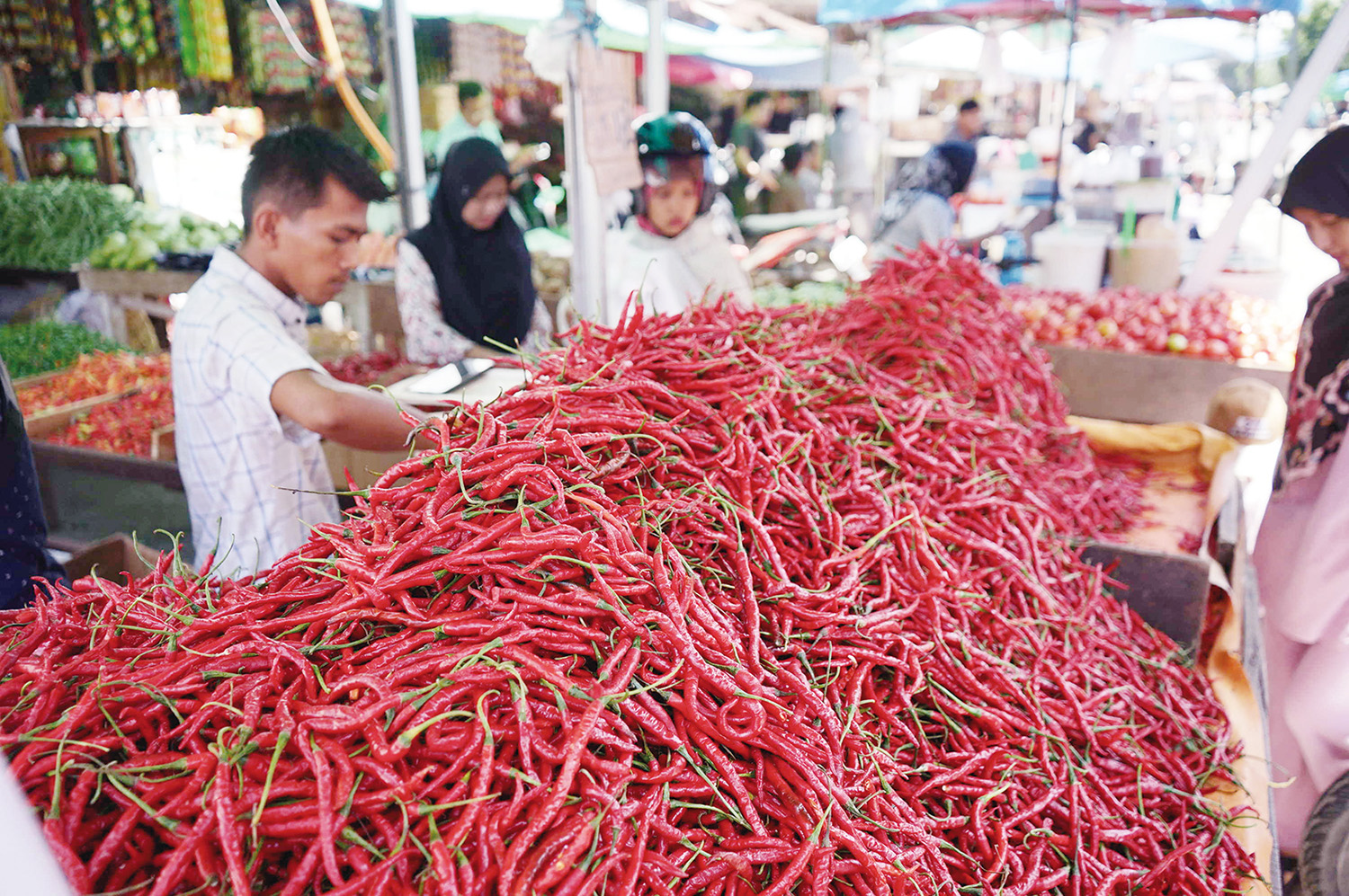 Pedagang menyusun cabai yang dijualnya di Pasar Jalan Teratai Pekanbaru, Ahad (14/9/2025). Harga cabai merah Bukittinggi melonjak sejak beberapa pekan lalu.