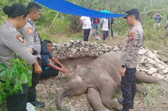 Tim penyidik Ditreskrimsus Polda Riau bersama Polres Pelalawan melakukan penyelidikan kematian gajah Tari, belum lama ini.
