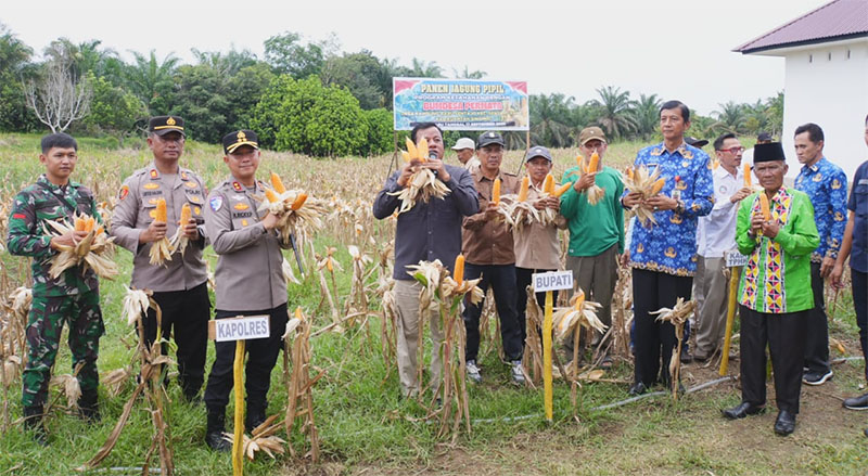 Bupati Kuansing H Suhardiman Amby, Kapolres AKBP Raden Ricky  Pratidiningrat, Kadis Pertanian Ketahanan Pangan Holtikultura Ir Emmerson MM, dan Camat Sentajo Raya Hevi H Antoni panen Raya Jagung