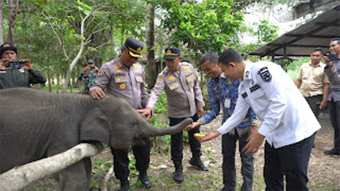 Camat Pinggir Zama Rico Dakanahay melihat gajah di Pusat Latih Gajah Sebanga, Jalan Gajahan, Desa Muara Basung Kecamatan Pinggir Kabupaten Bengkalis, Rabu (17/9/2025).