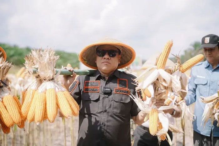 Bupati Kuansing H Suhardiman Amby melakukan panen raya jagung pipil di Desa Sungai Sirih Kecamatan Singingi, Ahad (21/9/2025).