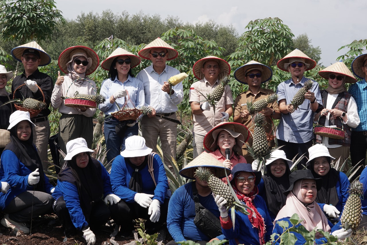 Perwakilan HKm Mandiri Sejahtera bersama Manajemen RAPP dan RECOFTC melakukan panen nanas dan terong di lahan kemitraan agroforestri seluas di Dayun, Kabupaten Siak, Riau.