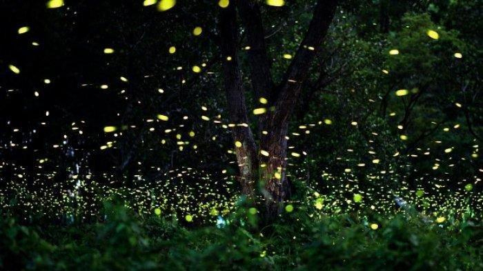 Kunang-kunang mangrove yang bersinar pada malam hari.