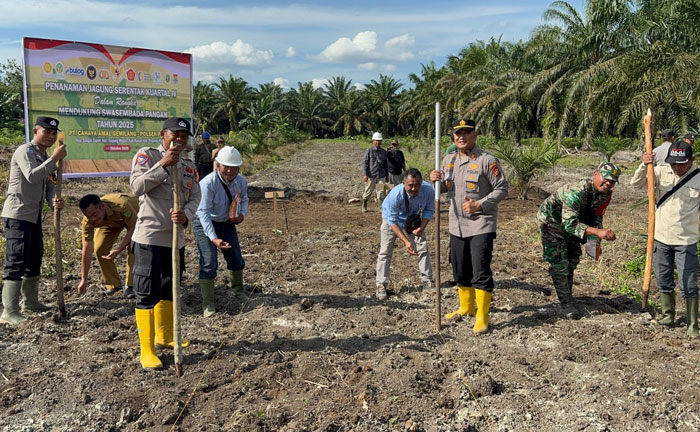 Kegiatan penanaman bibit jagung dilakukan Polsek Pujud dan Upika Tanjung Medan.