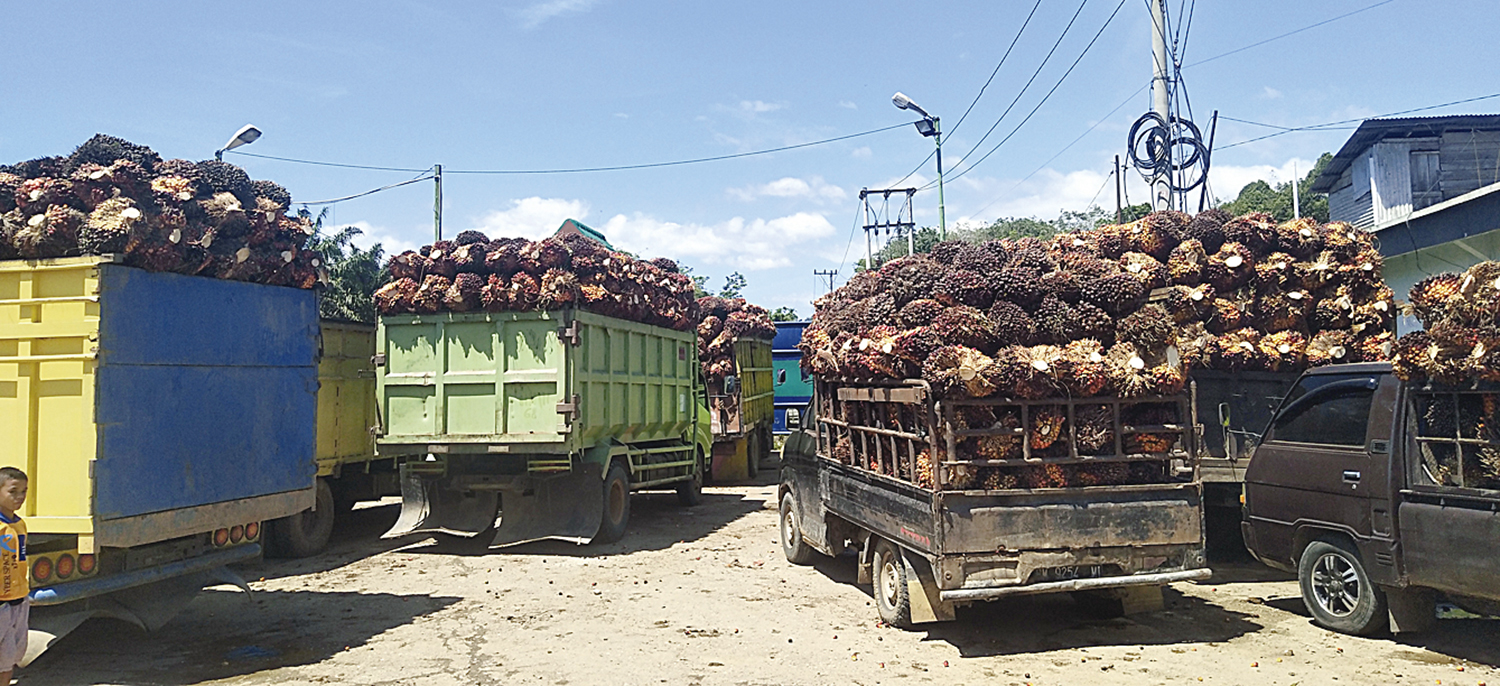 ANTRE: Sejumlah kendaraan yang mengangkut TBS kelapa sawit saat akan masuk ke salah satu Pabrik Kelapa Sawit (PKS) di Riau, belum lama ini. Saat ini industri sawit gelisah karena dipicu beratnya beban dan denda yang dipikul sebagaimana yang tertuang dalam
