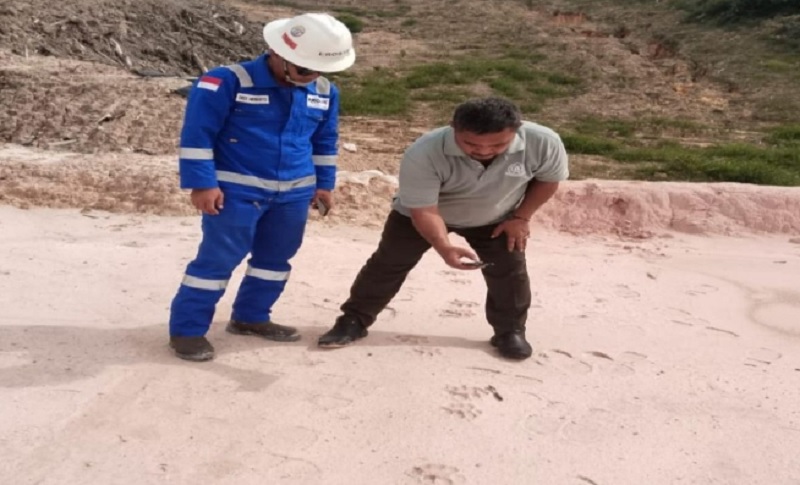 Personel BBKSDA Riau didampingi pekerja PHR mengambil foto yang diduga jejak harimau sumatera di Minas, Siak, baru-baru ini,